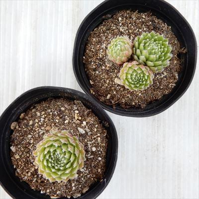 日本花キ流通 多肉植物 grセンペルビウム ネバデンセ 7.5cmポット