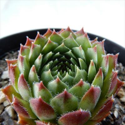 多肉植物 Grセンペルビウム ブラック ミニ 多肉植物 センペルビウム 7 5cmポット Z フラワーネット日本花キ流通 通販 Yahoo ショッピング