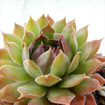 多肉植物 Grセンペルビウム セミノール 多肉植物 センペルビウム 7 5cmポット Z フラワーネット日本花キ流通 通販 Yahoo ショッピング