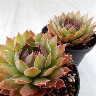 日本花キ流通 多肉植物 grセンペルビウム セミノール 7.5cmポット