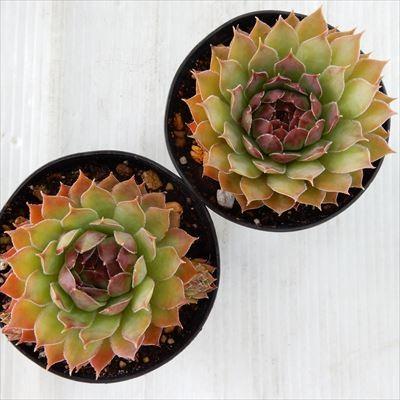 日本花キ流通 多肉植物 grセンペルビウム セミノール 7.5cmポット
