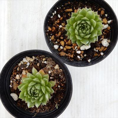 日本花キ流通 多肉植物 grセンペルビウム オセッティエンセ 7.5cm