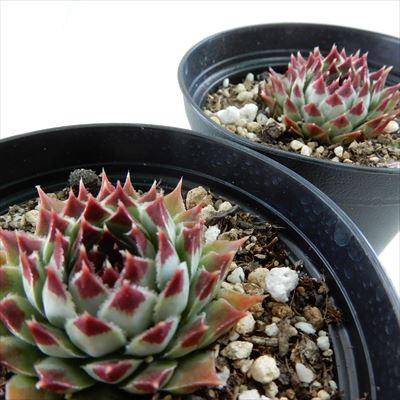 日本花キ流通 多肉植物 grセンペルビウム カルカレウム ニグルム 7.5cm