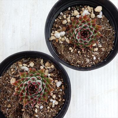 日本花キ流通 多肉植物 grセンペルビウム カルカレウム ニグルム 7.5cm