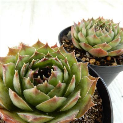 日本花キ流通 多肉植物 grセンペルビウム ウィリアム テル 7.5cmポット