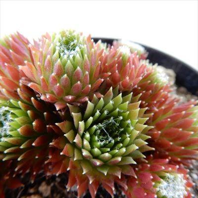 日本花キ流通 多肉植物 grセンペルビウム アフィン 7.5cmポット