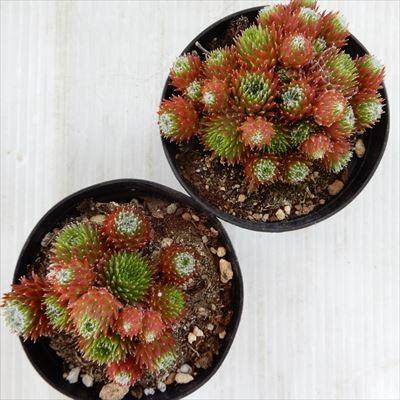 センペルビウム　アマンダ 日本花キ流通 多肉植物 grセンペルビウム アフィン 7.5cmポット