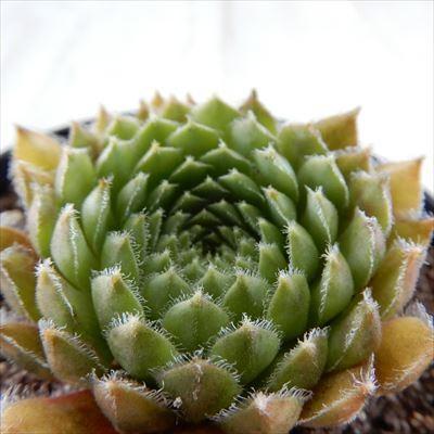 多肉植物 Grセンペルビウム モンタギュー 多肉植物 センペルビウム 7 5cmポット Z フラワーネット日本花キ流通 通販 Yahoo ショッピング