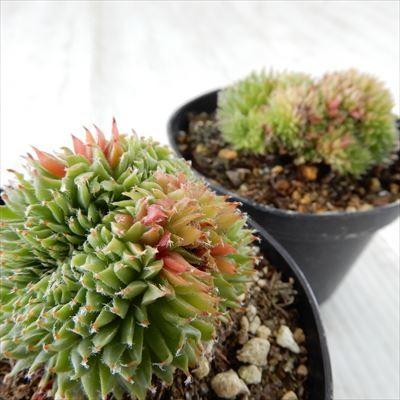 日本花キ流通 多肉植物 grセンペルビウム ファジー ワジー綴化 7.5cm