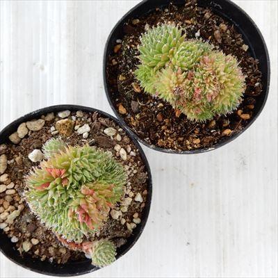 日本花キ流通 多肉植物 grセンペルビウム ファジー ワジー綴化 7.5cm
