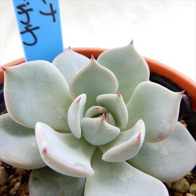 多肉植物 oriエケベリア リラシナ×ざわわ おらいさん苗 多肉植物 oriエケベリア リラシナ×ざわわ おらいさん苗