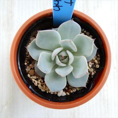 多肉植物 Oriエケベリア リラシナ ざわわ 多肉植物 おらいさん苗エケベリア 6cmポット Z フラワーネット日本花キ流通 通販 Yahoo ショッピング