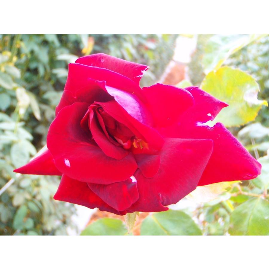 予約販売 バラ大苗 パパメイアン 四季咲き 大輪 薔薇 バラ バラ苗 Troe Z フラワーネット日本花キ流通 通販 Yahoo ショッピング