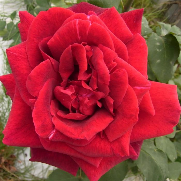 ルナルイです♪複数割引！紫雲 パパメイアン マドーナ バラ苗 薔薇