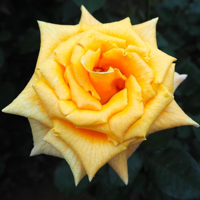 日本花キ流通 予約販売 バラ苗 バラ大苗 大輪 サンブライト