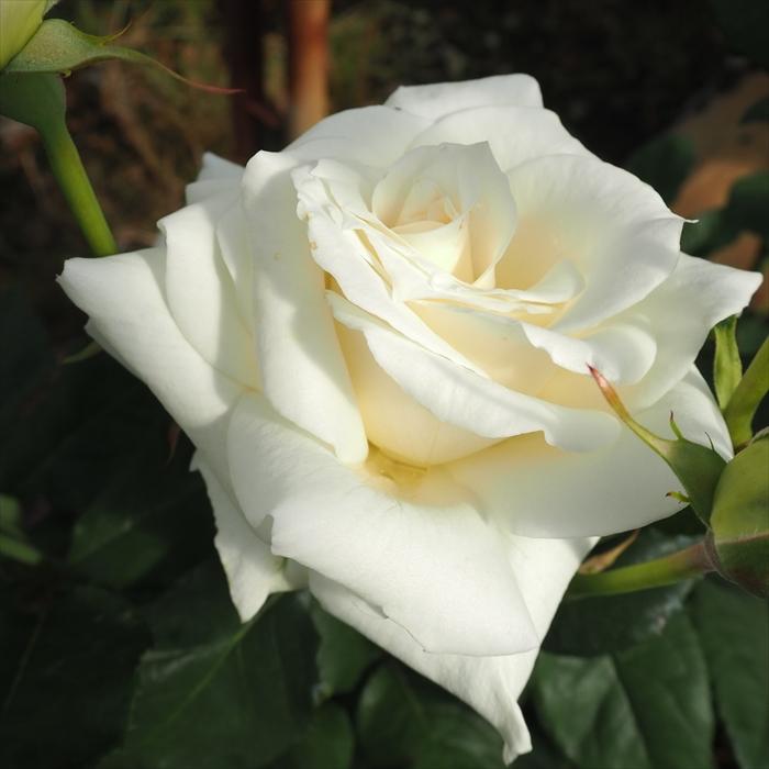 日本花キ流通 予約販売 バラ苗 バラ大苗 大輪 パスカリ 四季咲き