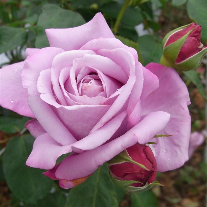 Beaniebaby 超希少 バラ中苗 切花 大輪 Beaniebaby様♡ご予約 バラ苗