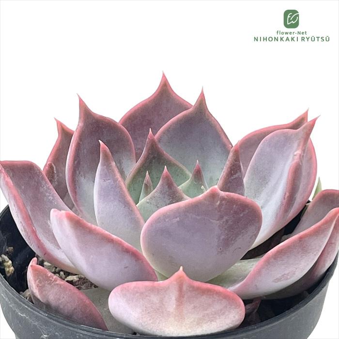 日本花キ流通 多肉植物 skエケベリア チェリークイーン 多肉植物