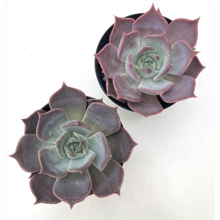 日本花キ流通 多肉植物 skエケベリア チェリークイーン 多肉植物