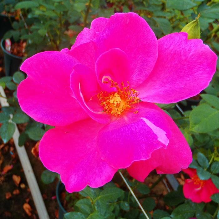 日本花キ流通 予約販売 バラ苗 バラ大苗 中輪 ニュース 四季咲き 薔薇
