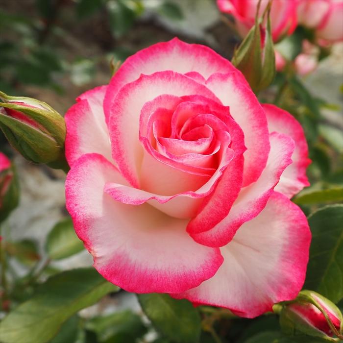 予約販売 バラ大苗 ニコール 四季咲き 中輪 薔薇 バラ バラ苗 Troe Z フラワーネット日本花キ流通 通販 Yahoo ショッピング