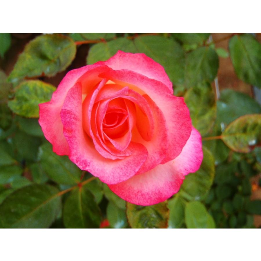 予約販売 バラ大苗 ニコール 四季咲き 中輪 薔薇 バラ バラ苗 Troe Z フラワーネット日本花キ流通 通販 Yahoo ショッピング