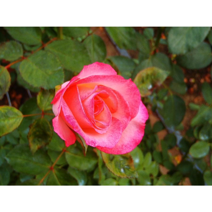 予約販売 バラ大苗 ニコール 四季咲き 中輪 薔薇 バラ バラ苗 Troe Z フラワーネット日本花キ流通 通販 Yahoo ショッピング