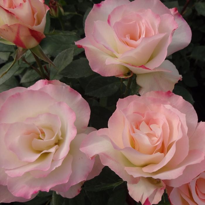 日本花キ流通 予約販売 バラ苗 バラ大苗 中輪 マチルダ 四季咲き 薔薇