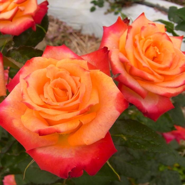 日本花キ流通 予約販売 バラ苗 バラ大苗 中輪 マインミュンヘン