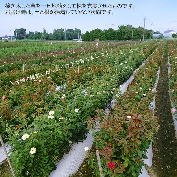 超希少 バラ中苗 切花 大輪 春に花が15日以上咲き続ける 連続開花 色変わり 日本花キ流通 【まもなく締め切り】予約販売 バラ 苗 新苗 中輪