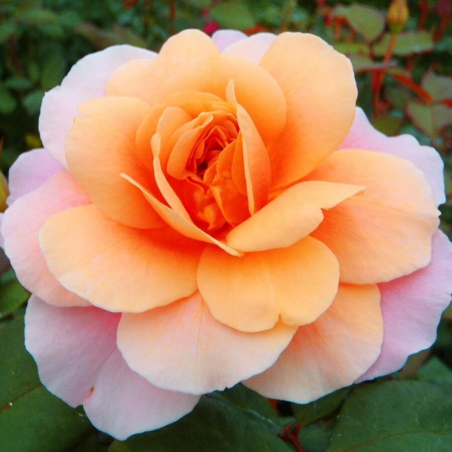 予約販売 バラ苗 バラ大苗 ディスタント ドラムス 四季咲き 中輪 薔薇 バラ Troe 12月上旬以降発送 Z フラワーネット日本花キ流通 通販 Yahoo ショッピング