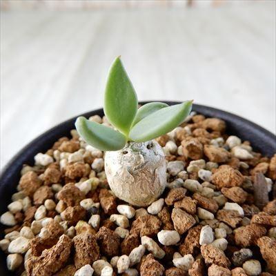 日本花キ流通 多肉植物 ca チレコドン レティキュラータ 万物想 日本花キ流通 多肉植物 ca チレコドン レティキュラータ 万物想