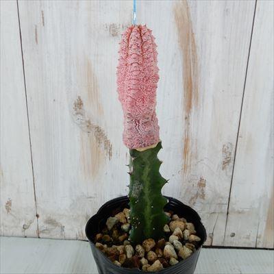 日本花キ流通 多肉植物 caユーフォルビア アブデルクリ ダマスク 多肉