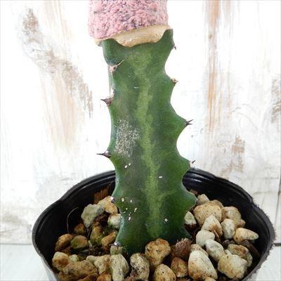 日本花キ流通 多肉植物 caユーフォルビア アブデルクリ ダマスク 多肉