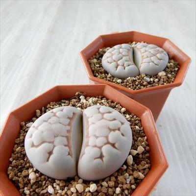 多肉植物　リトープス　訳あり　1ポット 訳有りSALE】リトープスの小さな寄せ植え | [公式]e-花屋さん
