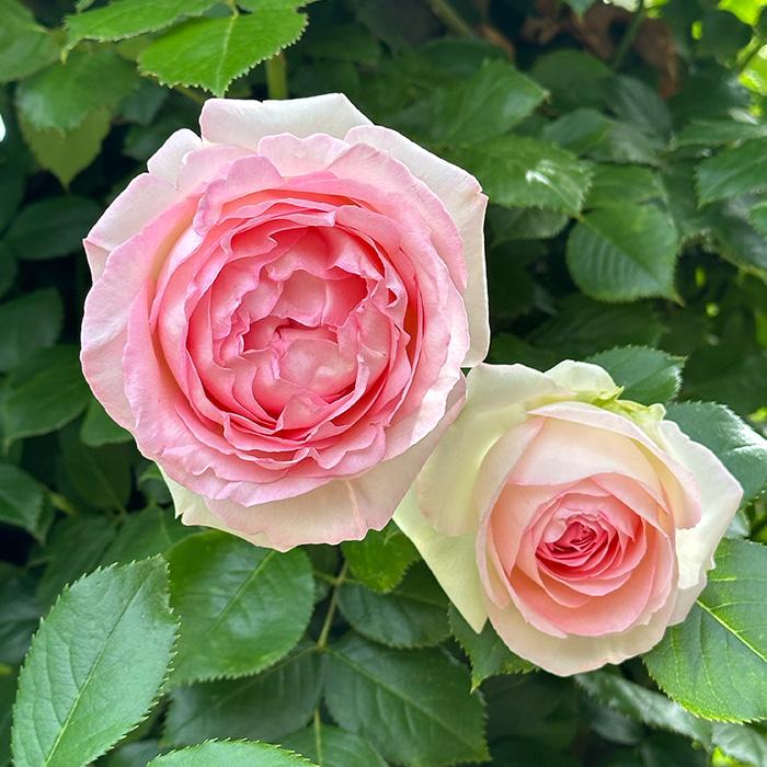予約販売 バラ大苗 ピエール ドゥ ロンサール つるバラ 返り咲き 薔薇 バラ バラ苗 Troe Z フラワーネット日本花キ流通 通販 Yahoo ショッピング