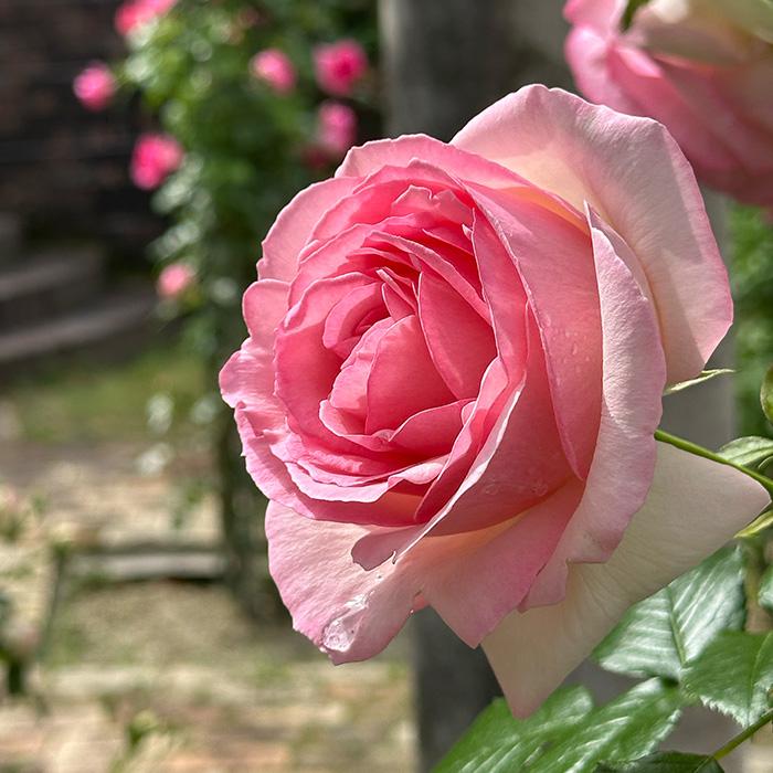 kunikuni92専用　超大苗　つるバラ　ピエール・ドゥ・ロンサール　　蕾沢山 バラ苗 【ルージュピエールドゥロンサール】 (新苗植え替え