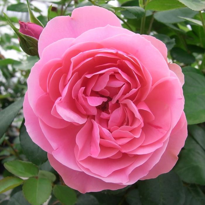 一葉様ハンドメイド♡♡薔薇フリルツイン ピンク 一葉様ハンドメイド♡♡薔薇フリルツイン ピンク