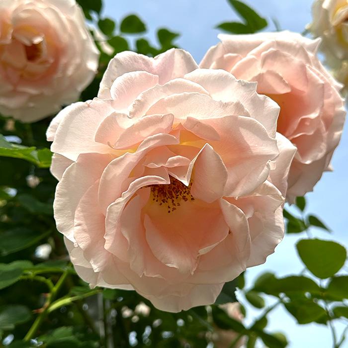 日本花キ流通 予約販売 バラ苗 バラ大苗 つるバラ つるロココ 薔薇