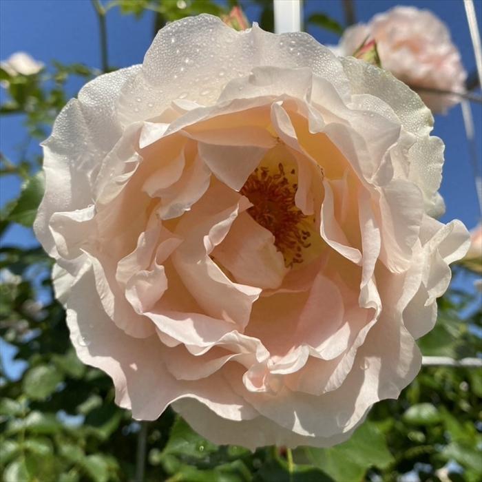 日本花キ流通 予約販売 バラ苗 バラ大苗 つるバラ つるロココ 薔薇