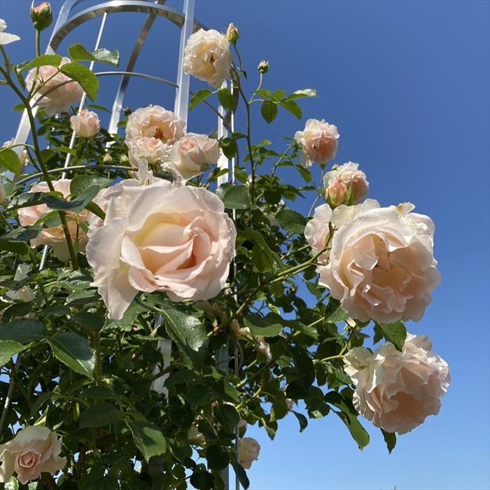 日本花キ流通 予約販売 バラ苗 バラ大苗 つるバラ つるロココ 薔薇