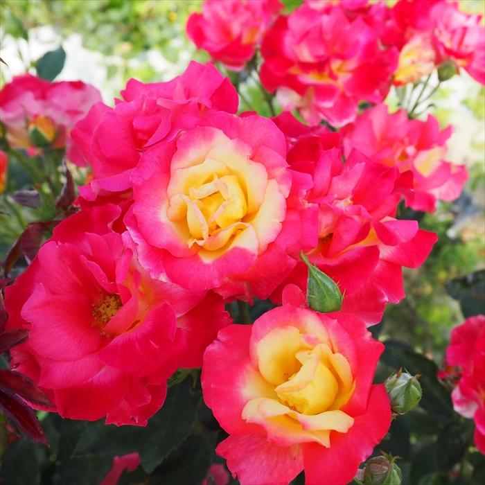 予約販売 バラ苗 バラ大苗 チャールストン つるバラ 返り咲き 薔薇 バラ Troe 12月上旬以降発送 Z フラワーネット日本花キ流通 通販 Yahoo ショッピング