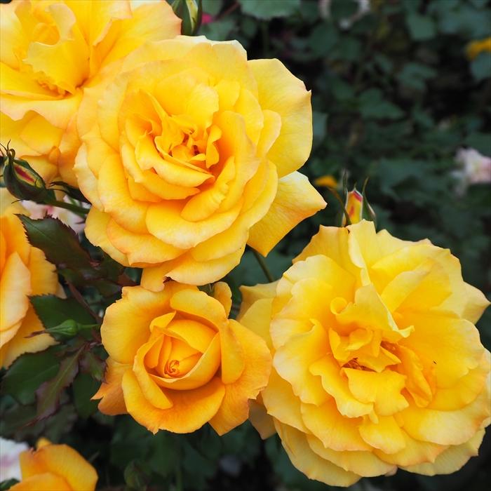 バラ売り大歓迎！1枚490円！ 京成バラ園芸(株)バラ営業部 | . ＼ 京成バラ園芸2025年新品種