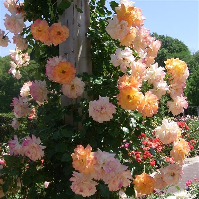 薔薇 バラ アッシュ ウェンズディ｜ROSE Ash Wednesday｜花の手帖の