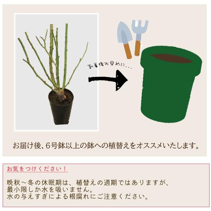日本花キ流通 予約販売 バラ苗 バラ大苗 つるバラ サハラ98 薔薇 ばら