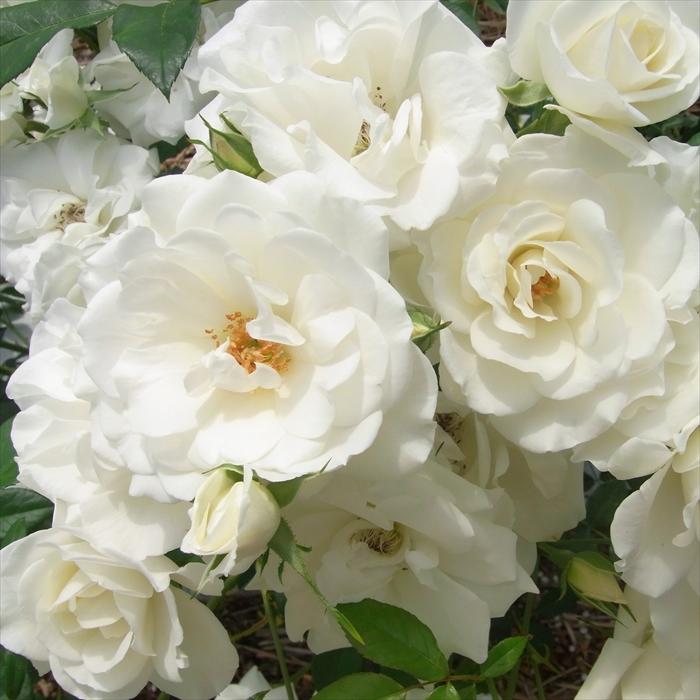 アイスバーグ ばら苗　バラ苗 楽天市場】【冬季大苗】バラ苗 アイスバーグ 国産苗 6号鉢植え品《J