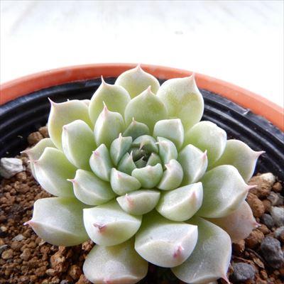 多肉植物 Hmエケベリア メキシコミニマ 多肉植物 エケベリア 6cmポット Z フラワーネット日本花キ流通 通販 Yahoo ショッピング