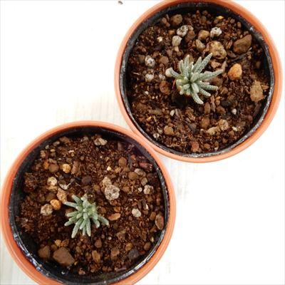 日本花キ流通 多肉植物 hmアボニア クイナリア 白花アルストニー 多肉