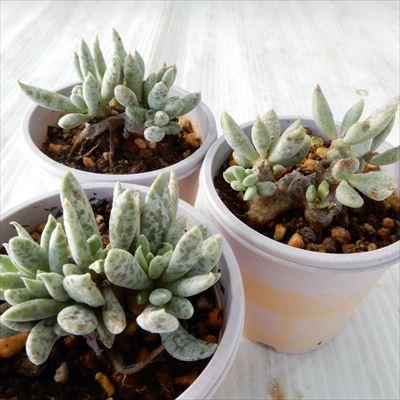 多肉植物アドロミスクス 多数 作家鉢寄せ植え28鉢ほど 楽天市場