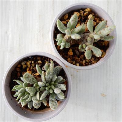 日本花キ流通 多肉植物 hmアドロミスクス シュルドチアヌス 多肉植物